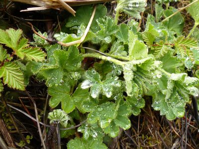 Alchemilla filicaulis, photographed by CatherineK