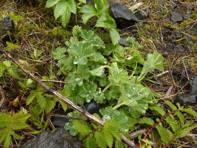 Alchemilla filicaulis, photographed by CatherineK