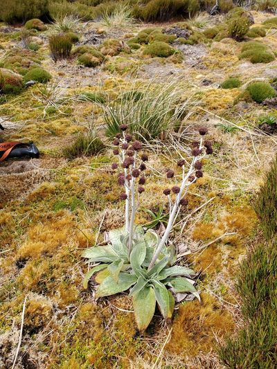Pleurophyllum criniferum, photographed by rempson