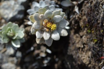 Leucogenes leontopodium, photographed by Christopher Stephens