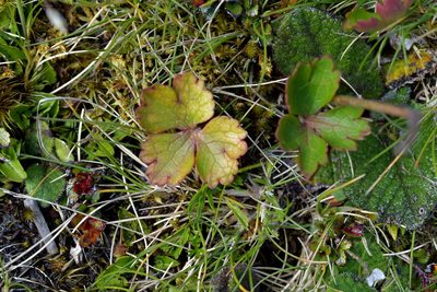 Ranunculus verticillatus, photographed by Christopher Stephens