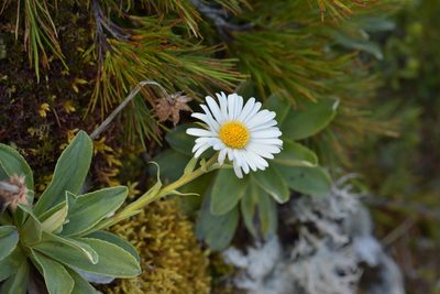 Celmisia hieraciifolia, photographed by Christopher Stephens