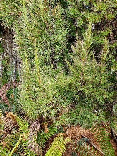 Dracophyllum scoparium, photographed by rempson