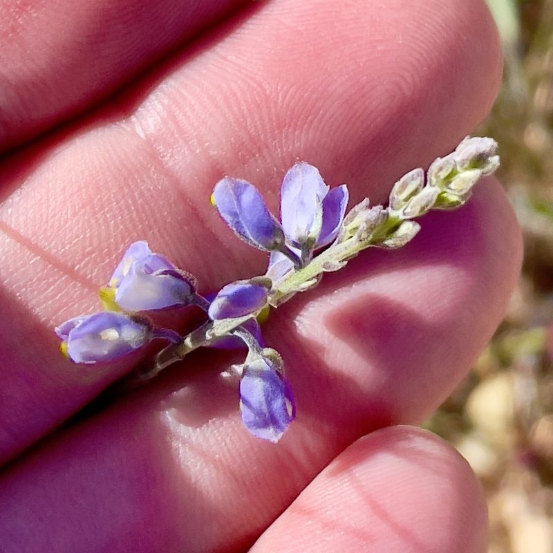 Polygala magdalenae, photographed by Bill Levine