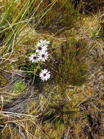 Damnamenia vernicosa, photographed by rempson
