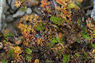 Chaerophyllum colensoi, photographed by Christopher Stephens