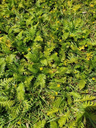 Leptinella plumosa, photographed by rempson