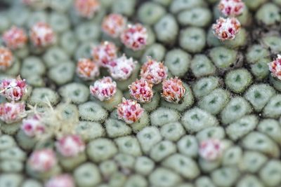 Raoulia rubra, photographed by Christopher Stephens