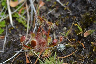 Drosera stenopetala, photographed by Christopher Stephens