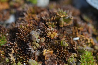 Chaerophyllum colensoi, photographed by Christopher Stephens