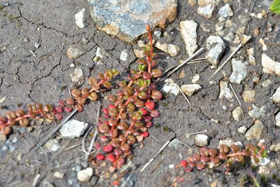 Epilobium pernitens, photographed by Christopher Stephens