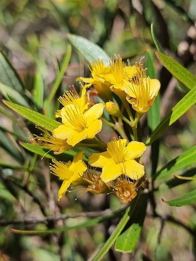Tristania neriifolia, photographed by Richard Dimon