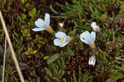 Euphrasia revoluta, photographed by Christopher Stephens