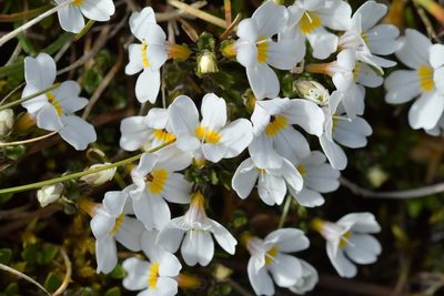 Euphrasia revoluta, photographed by Christopher Stephens