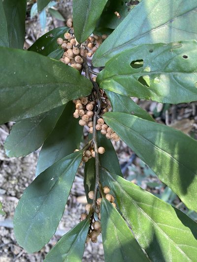 Maesa japonica, photographed by Toby Y