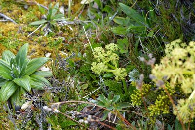 Aciphylla dissecta, photographed by Christopher Stephens
