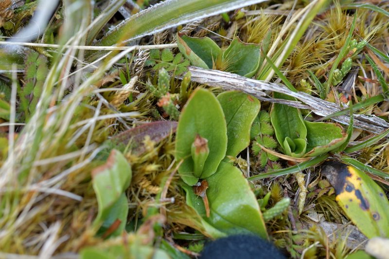Pterostylis venosa, photographed by Christopher Stephens