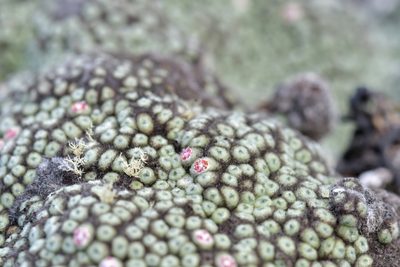 Raoulia rubra, photographed by Christopher Stephens