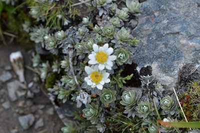 Leucogenes leontopodium, photographed by Christopher Stephens