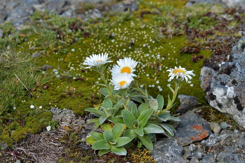 Celmisia hieraciifolia, photographed by Christopher Stephens