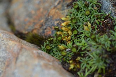 Abrotanella pusilla, photographed by Christopher Stephens