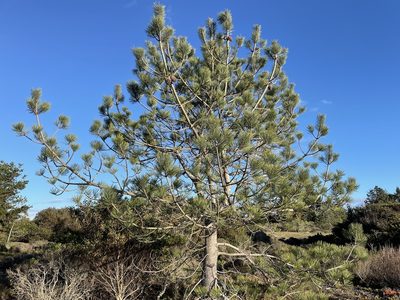 Pinus torreyana, photographed by Henrik Kibak