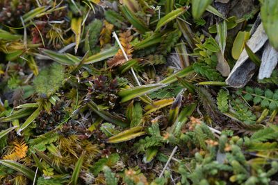 Astelia linearis, photographed by Christopher Stephens