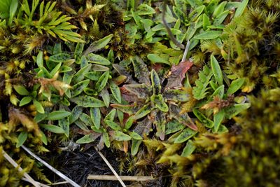Plantago unibracteata, photographed by Christopher Stephens