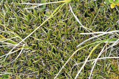 Astelia linearis, photographed by Christopher Stephens