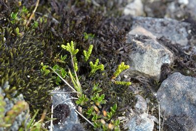 Veronica tetragona, photographed by Christopher Stephens