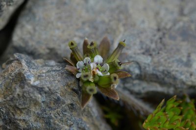 Chaerophyllum colensoi, photographed by Christopher Stephens