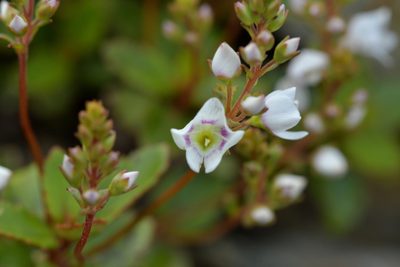 Veronica lanceolata, photographed by Christopher Stephens