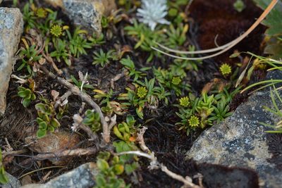 Abrotanella pusilla, photographed by Christopher Stephens