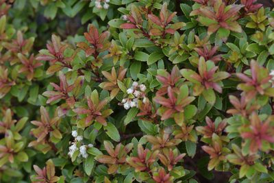 Gaultheria crassa, photographed by Christopher Stephens