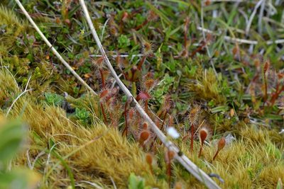 Drosera stenopetala, photographed by Christopher Stephens