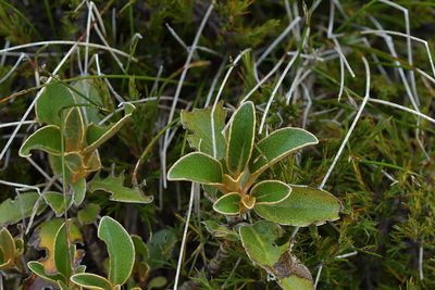 Brachyglottis elaeagnifolia, photographed by Christopher Stephens