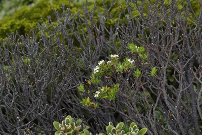 Pimelea gnidia, photographed by Christopher Stephens