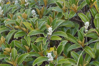Brachyglottis elaeagnifolia, photographed by Christopher Stephens