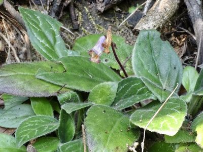 Primulina dryas, photographed by Toby Y
