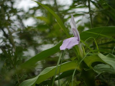 Roscoea purpurea, photographed by Dinesh Valke