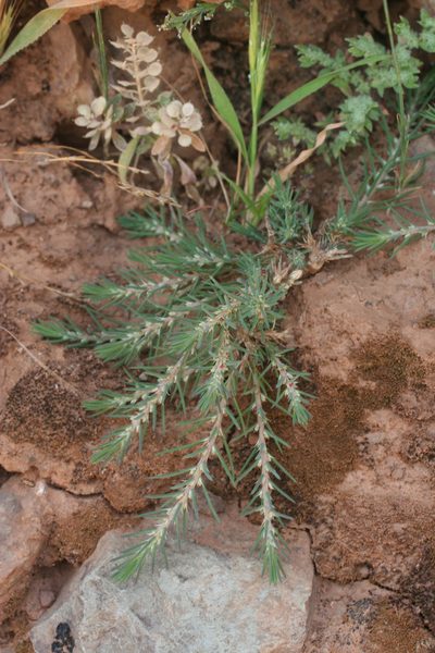 Polycnemum fontanesii, photographed by Oleg Kosterin