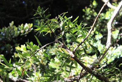 Agathis australis, photographed by Joe Dillon