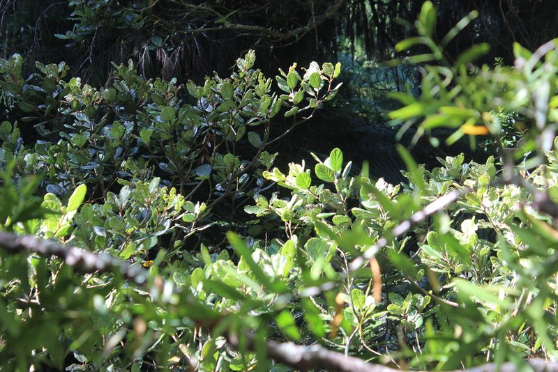 Beilschmiedia tarairi, photographed by Joe Dillon