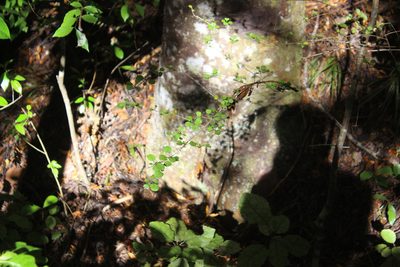 Coprosma arborea, photographed by Joe Dillon