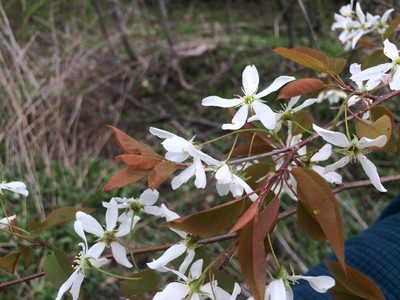 Amelanchier laevis, photographed by Étienne Lacroix-Carignan