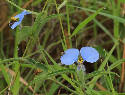 Commelina livingstonii, photographed by Wynand Uys