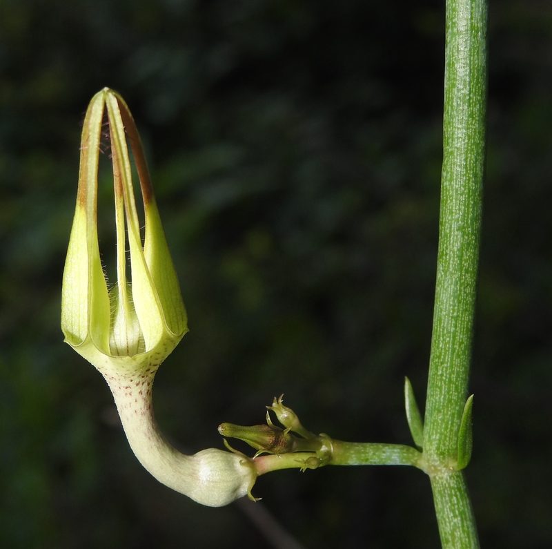 Ceropegia juncea, photographed by Hopeland