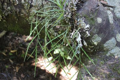 Asplenium flaccidum, photographed by Joe Dillon