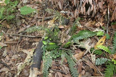 Austroblechnum membranaceum, photographed by Joe Dillon