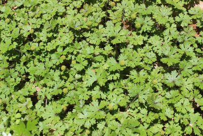 Hydrocotyle dissecta, photographed by Joe Dillon